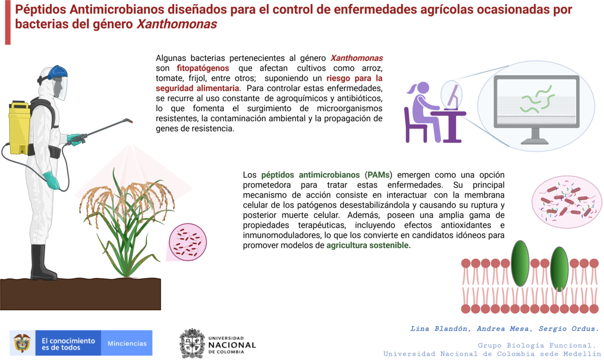 Infografía Xanthomonas y Péptidos Antimicrobianos