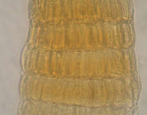 Alveolaria cordiae III